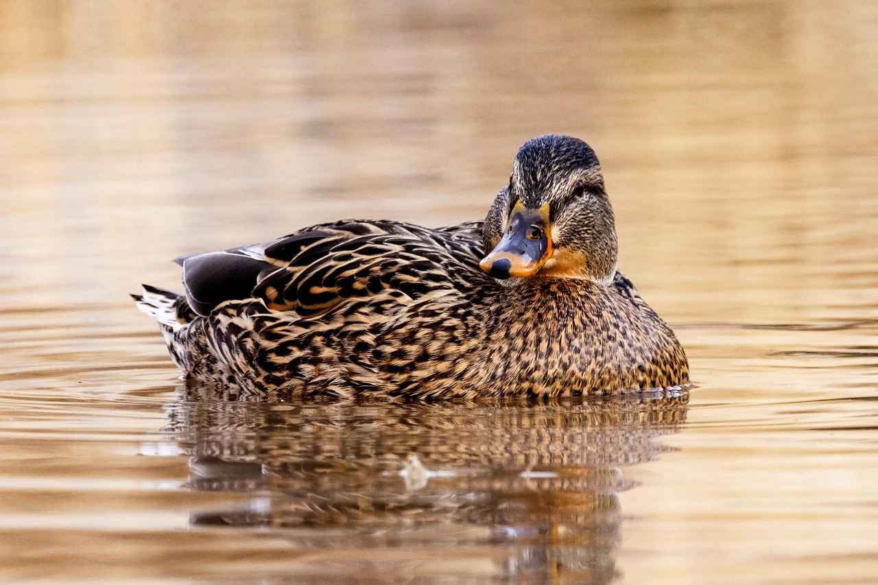 Bebek Bornozunu Nasıl Temizlemeli ve Saklamalı?