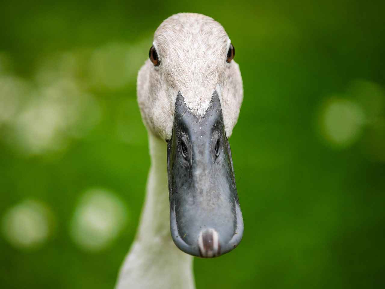 Bebek Bornozlarının Emiciliği