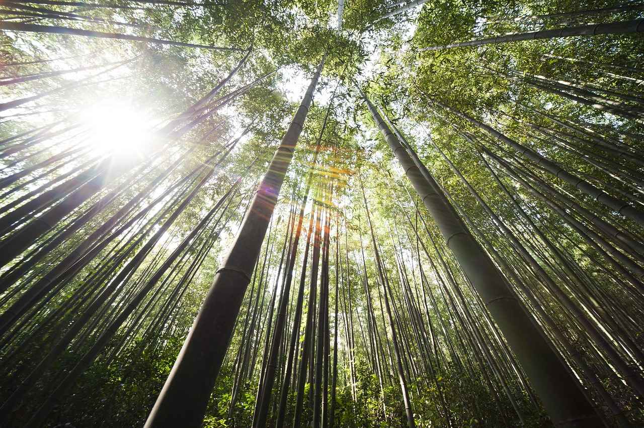 Bambu Bornozlar
