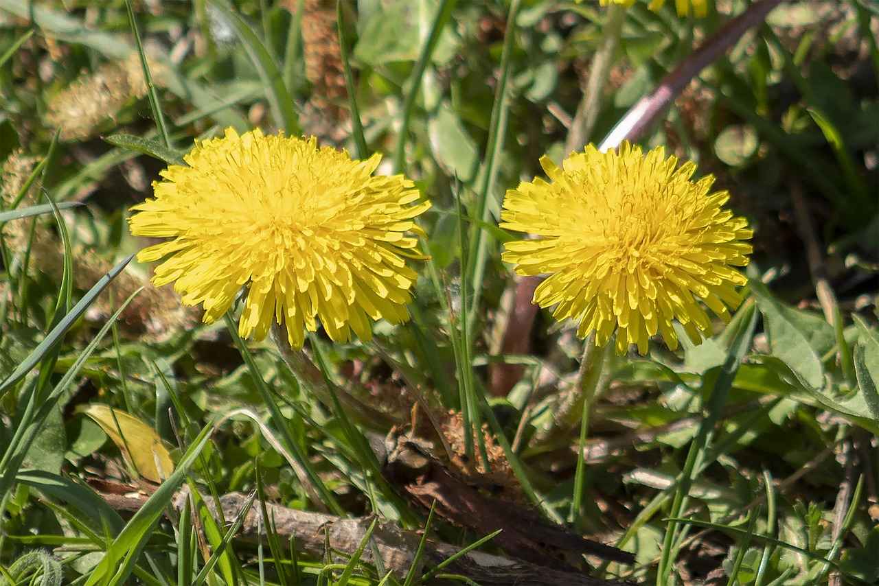 English Home Bornoz Modelleri