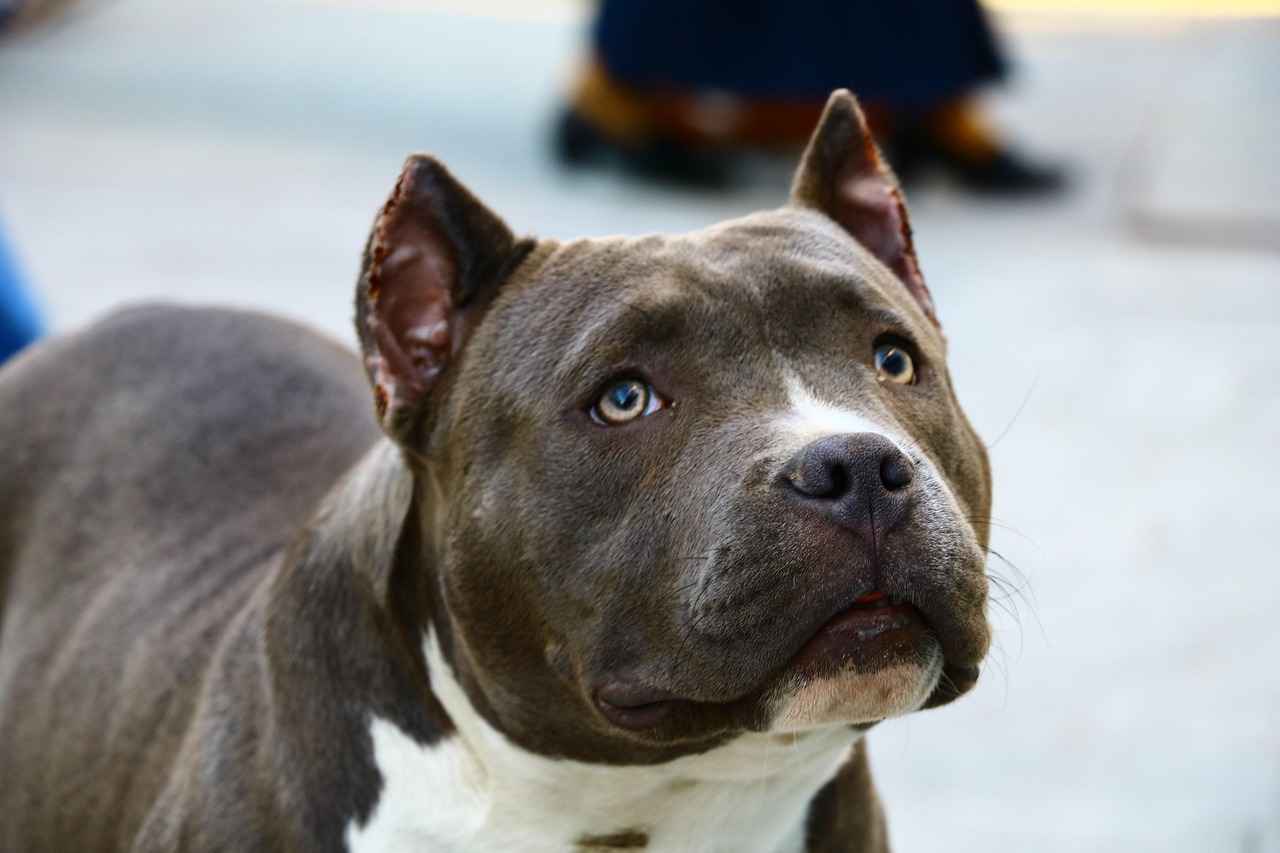 Köpek Bornozu Nedir?