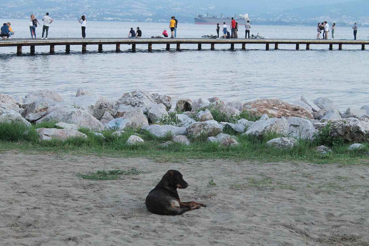 Köpek Bornozlarının Fiyat Aralığı