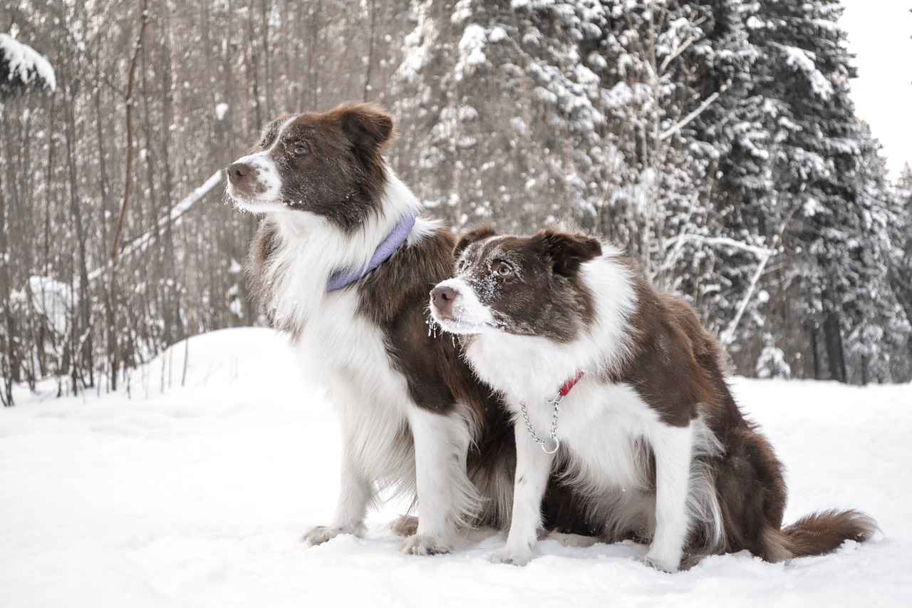 Köpek Bornozu Kullanımında Dikkat Edilmesi Gerekenler