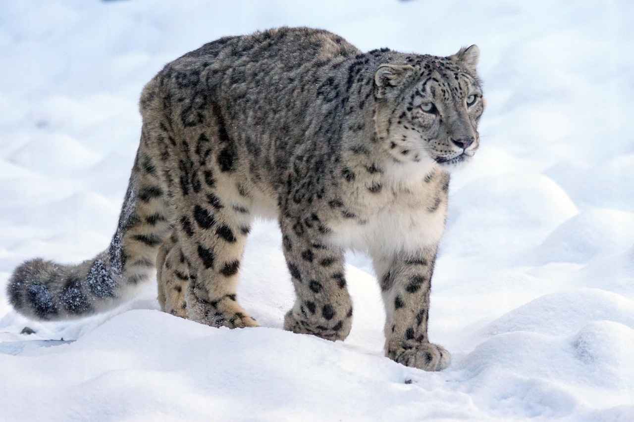 Leopar Desenli Bornoz Nasıl Kombinlenir?