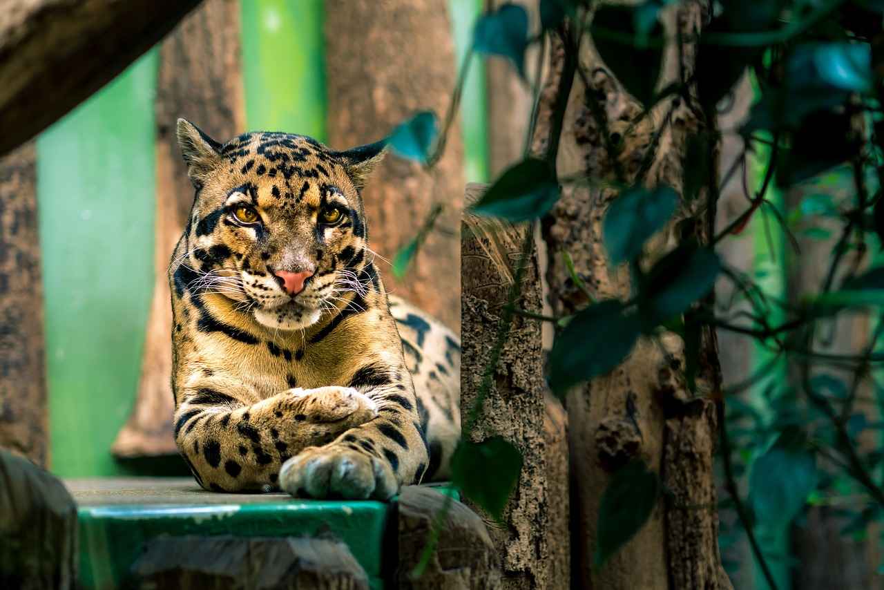 Leopar Desenli Bornozun Avantajları