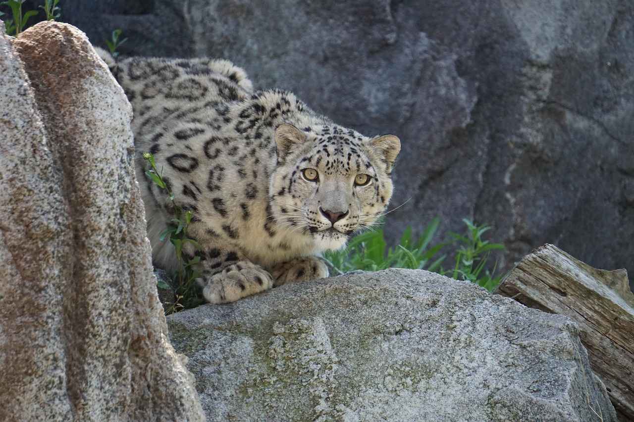Leopar Desenli Bornoz Nasıl Seçilir?