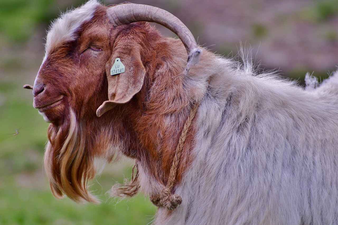 Özdilek Kadın Bornoz Modellerinin Özellikleri