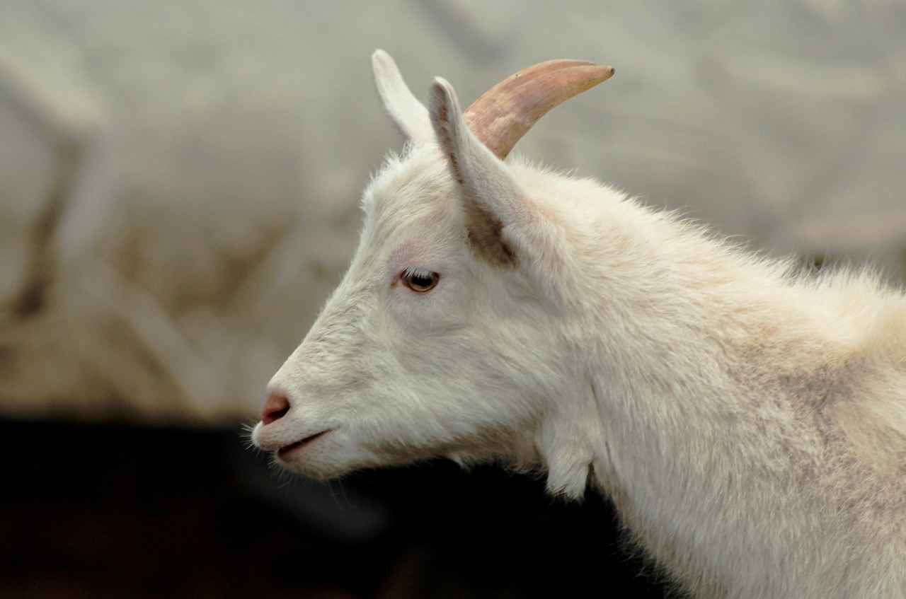 Siyah Bornoz Modelleri ile Şıklığı Banyoya Taşıyın 4 Popüler Siyah Bornoz Modelleri