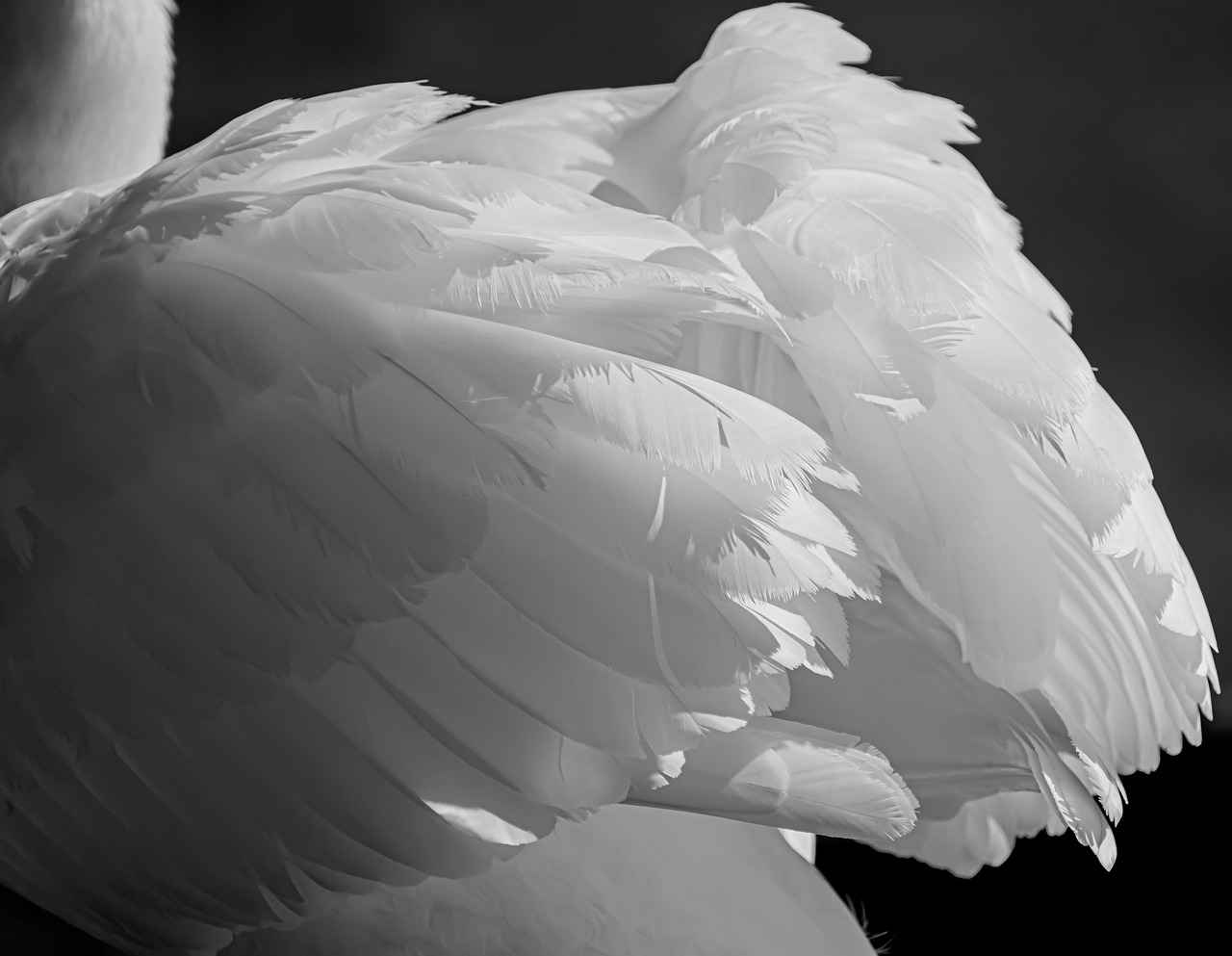 Bornoz Setinin Boyutu