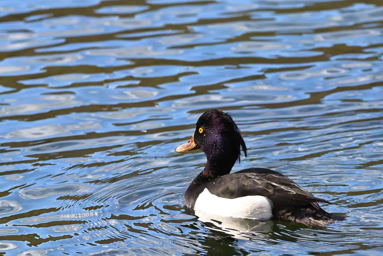 Bebek Bornozu Nedir?