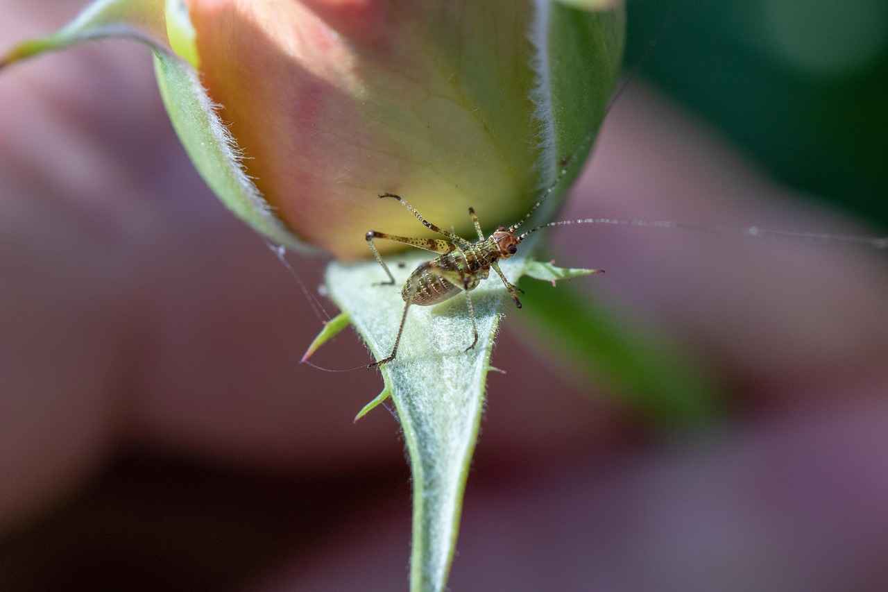 Bornoz Kumaş Türleri