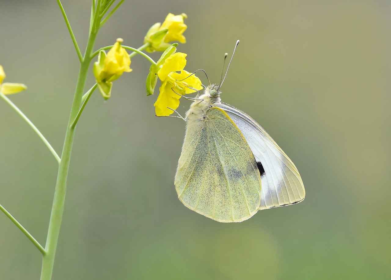 Doğal Liflerin Sağlık Faydaları