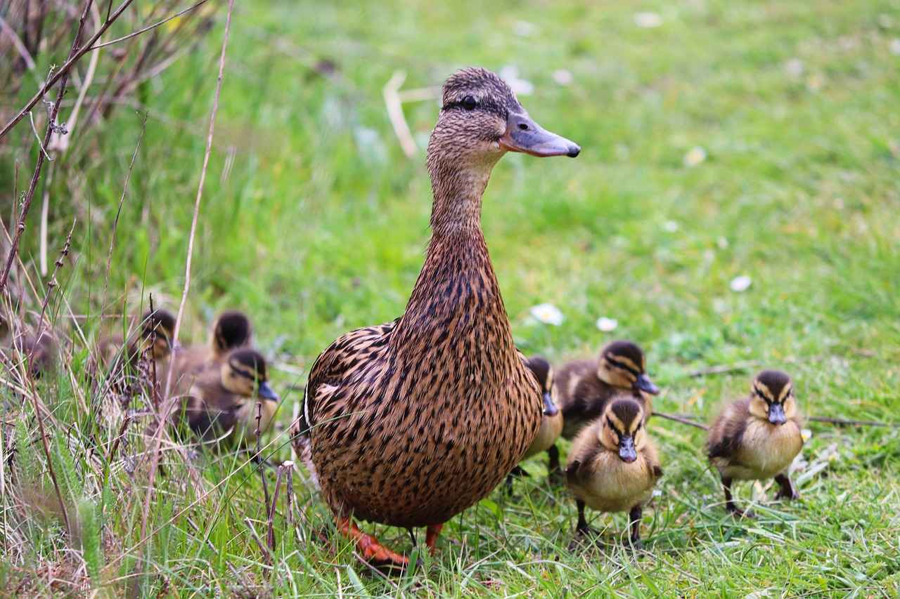 Bebek Bornozlarının Bakımı