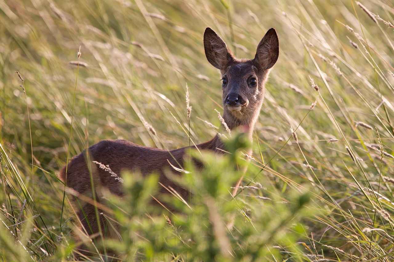 Sonuç: Hangi Bornoz Markası Tercih Edilmeli?