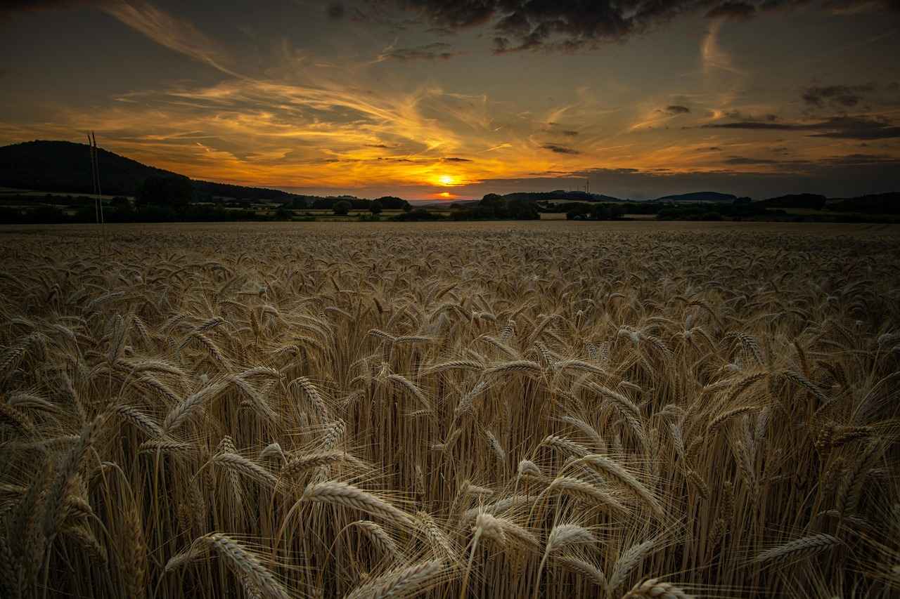 Bornoz Seti Alırken Dikkat Edilmesi Gerekenler