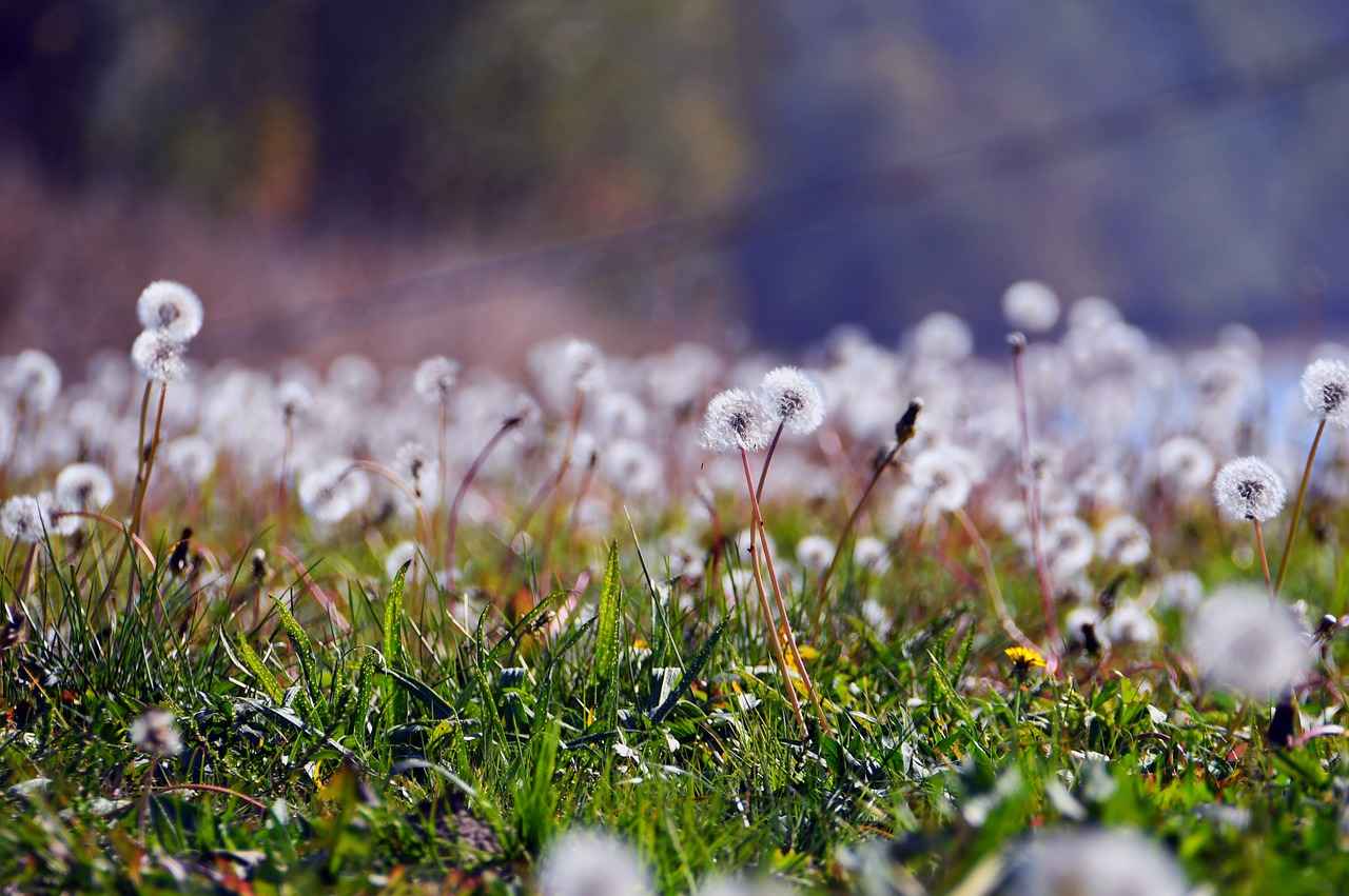 English Home Bornoz Takımının Özellikleri