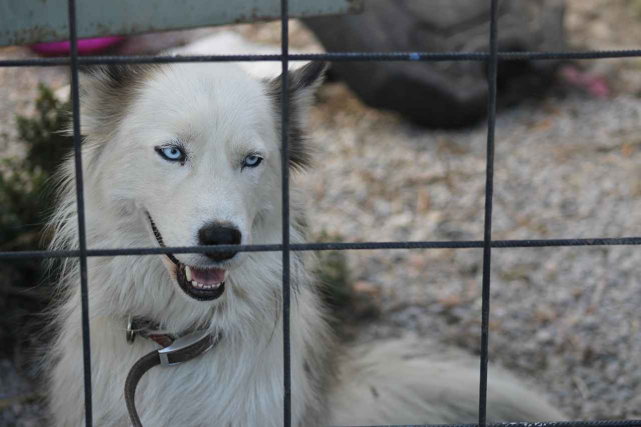 Köpek Bornozları Nasıl Temizlenir?