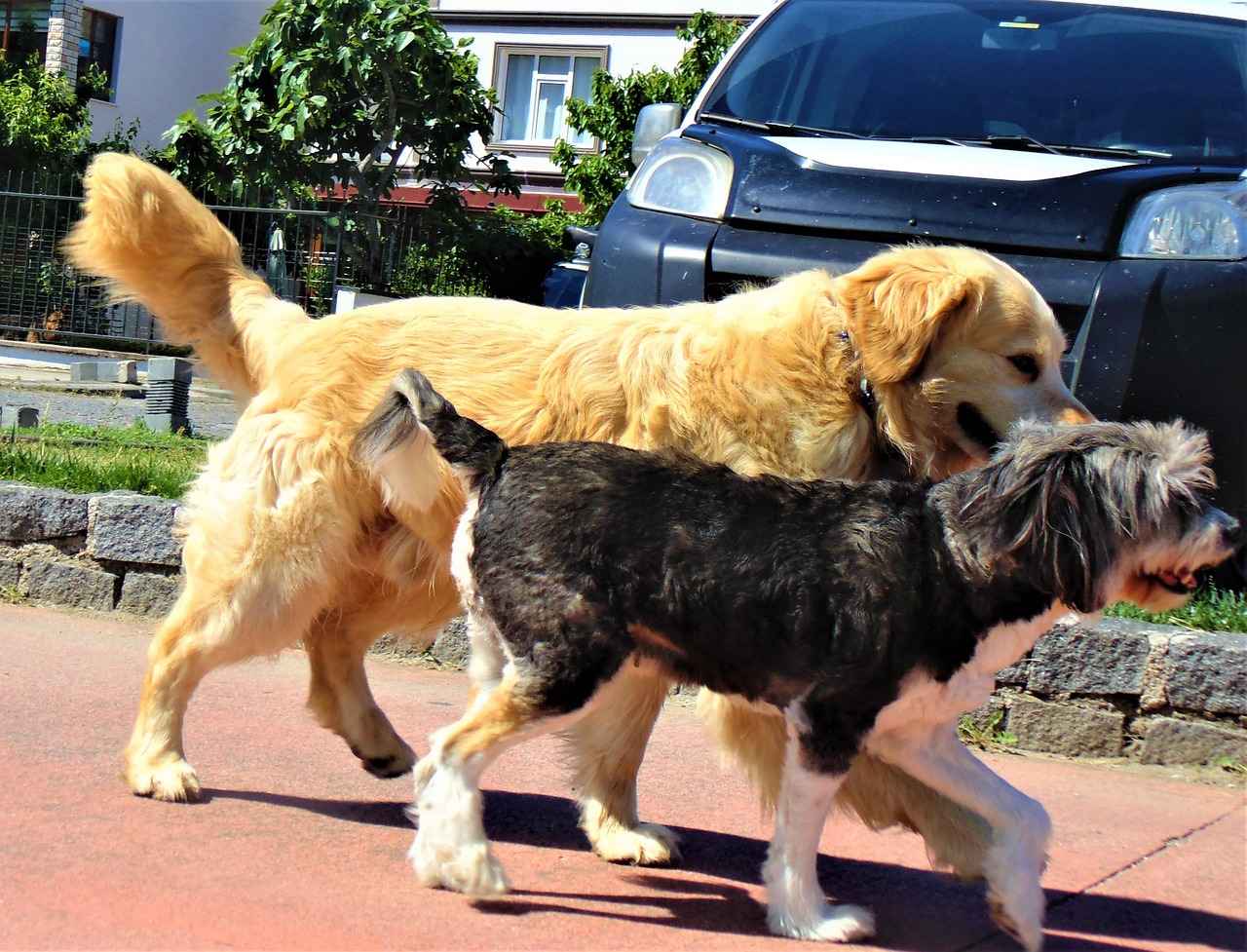 Köpek Bornozlarının Popüler Modelleri