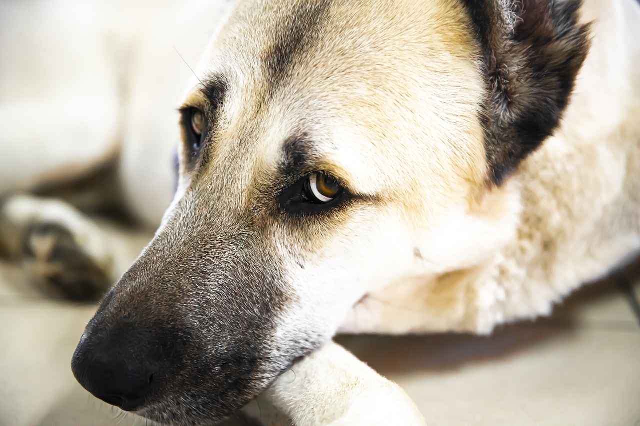 Köpek Bornozunun Faydaları