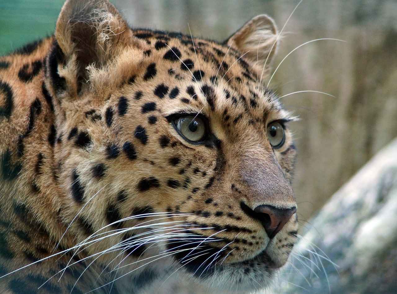 Leopar Deseni Nedir?