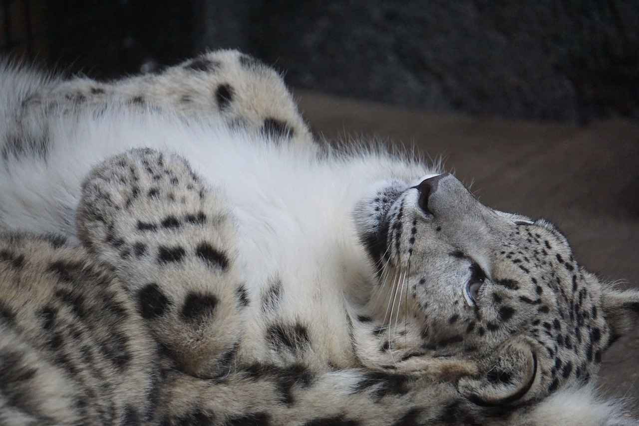 Leopar Desenli Bornozun Bakımı
