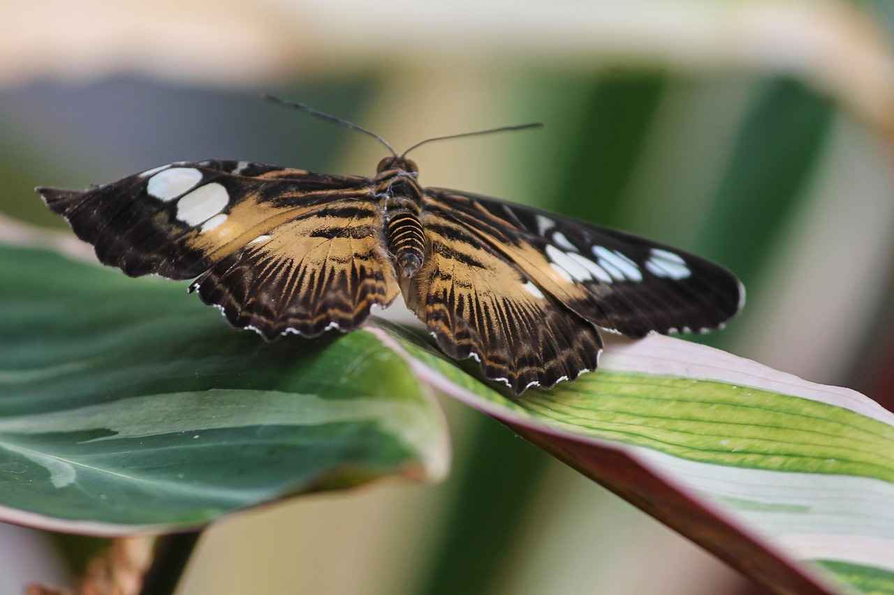 Plaj Bornozu ile Sahilde Rahatlık