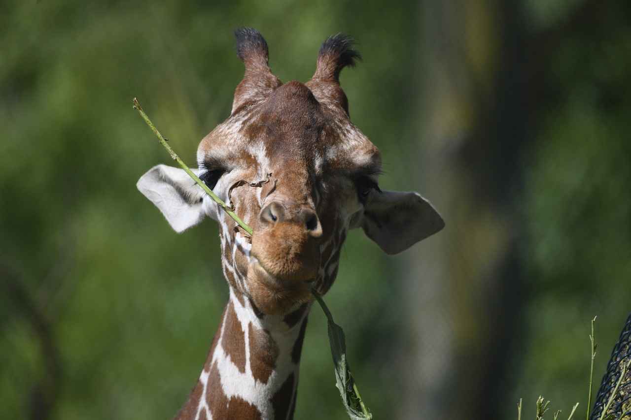 Bornoz Nedir ve Neden Kullanılır?