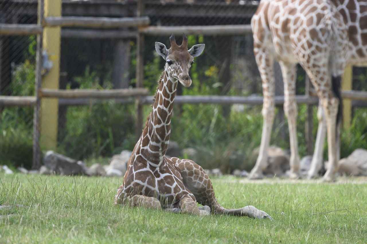 Plajda Bornoz Seçerken Dikkat Edilmesi Gerekenler