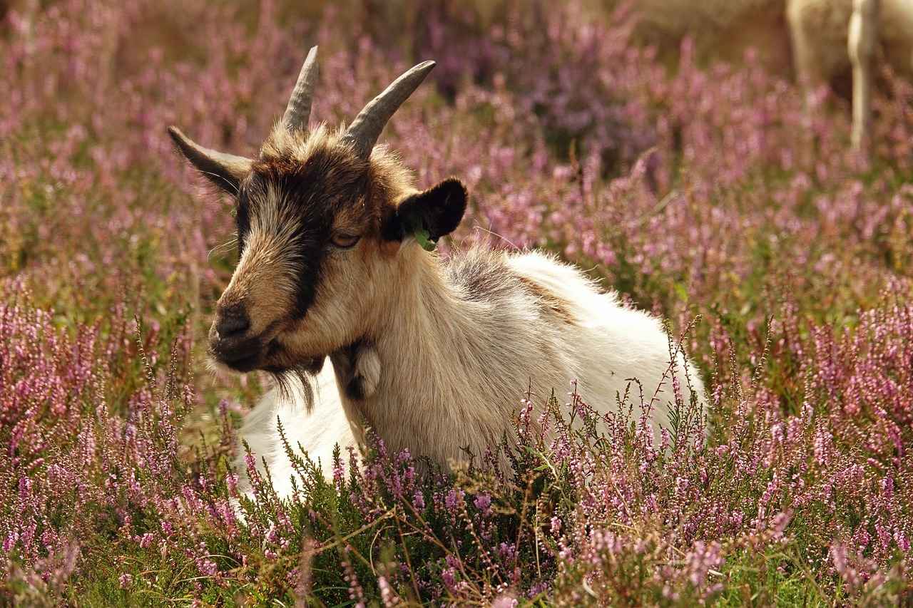 Renkli Bornoz Modellerinin Fiyat Aralıkları