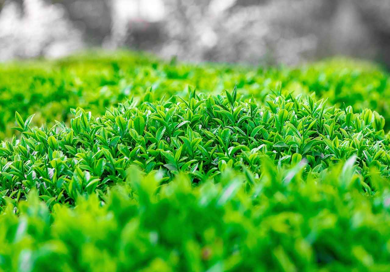 Rüyada Bornoz Görmek: Genel Anlamı