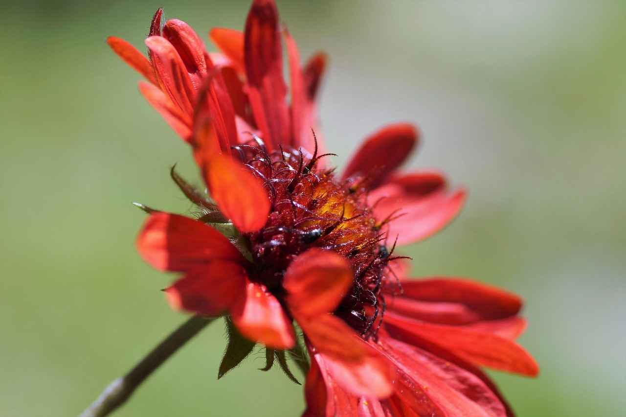 Kırmızı Bornozun Diğer Rüya Sembolleriyle İlişkisi